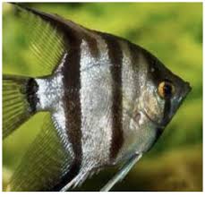 Black And White Striped Angelfish Pin On Carved Fish