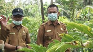 Pj gubernur jambi dr hari nur cahya murni, m.si dan sekda sudirman mengunjungi empat tempat wisata milik pemprov jambi. Tanaman Porang Di Jambi Provinsi Jambi Panen Raya Padi Porang Merupakan Salah Satu Tanaman Herbal Yang Sering Digunakan Sebagai Berbagai Macam Kebutuhan