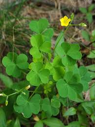 Image result for Oxalidaceae