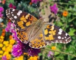 Additional host plants include pussytoes, ironweed, wormwood, and pearly everlasting. Painted Lady Butterfly Vanessa Cardui Wisconsin Horticulture