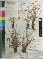 Image result for Cyperus obtusiflorus