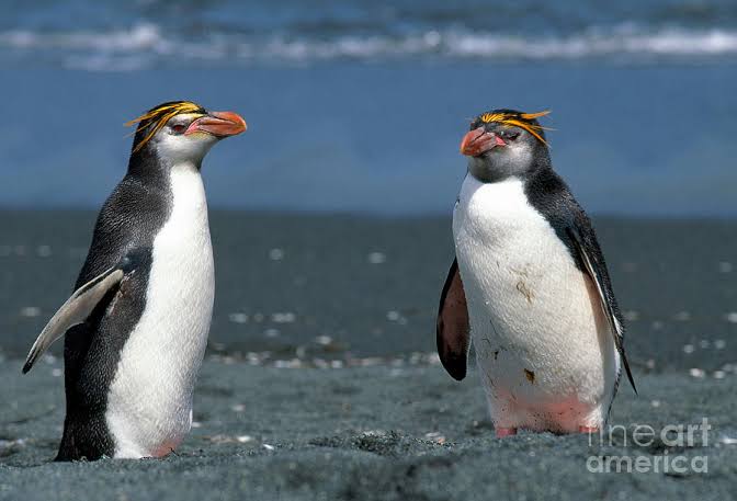 Mga resulta ng larawan para sa Royal Penguins"