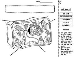 The diagram, like the one above, will include labels of the major parts of an animal cell including the cell membrane, nucleus, ribosomes, mitochondria, vesicles, and cytosol. Pin On Homeschool