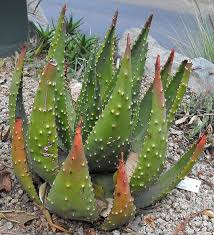 Image result for Aloe welwitschii