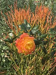 As low as £2.00 each. Gardening Sticks On Fire Is Lighting Up A Growing Number Of Yards Daily News