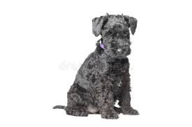 Asheville and raleigh fall close behind with over 20 dog friendly hotels per city. Kerry Blue Terrier Puppy Stock Image Image Of Adorable 27013195