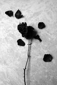 Black Rose Mawar Hitam Wallpaper Bunga Iphone Fotografi Hitam Putih