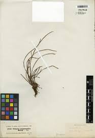 Image result for Vittaria guineensis