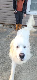UPDATE, OWNER CAME FOR HIM. Any one missing a Great Pyrenees? Old  Salisbury-Concord rd/Sapp rd area