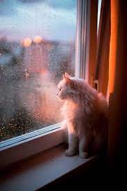 pin na doske domashnie zhivotnye