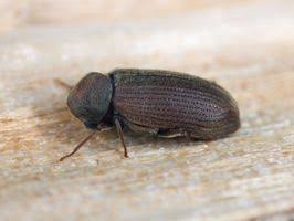 How to treat woodworm and common furniture beetles - Which?
