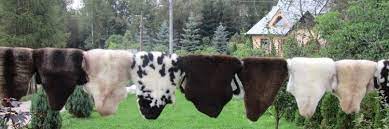 Exclusive and organic sheepskin rugs, goatskin rugs, and pillows. Ecological Sheepskins