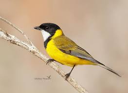 Bird With Red Spot On Head And Yellow Wings Bird Photographer Australia On Instagram Western Whistler I Love This Bird For Its Beautiful Song Whenever I Head To This Beautiful Songs Bird Whistler