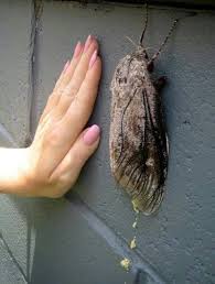 Giant Wood Moth Huge Moth Giant Moth Insect Collection