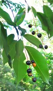 Image result for Prunus serotina