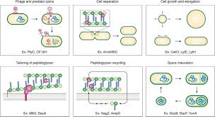Maybe you would like to learn more about one of these? Uncovering The Activities Biological Roles And Regulation Of Bacterial Cell Wall Hydrolases And Tailoring Enzymes Journal Of Biological Chemistry