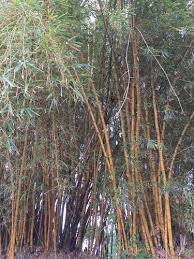 Image result for Oreobambos