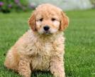 Goldendoodle Puppies For Sale In PA | Greenfield Puppies