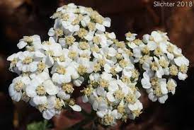 Yarrow Milfoil Achillea Millefolium Synonyms Achillea Borealis Bong Achillea Lanulosa Var Eradiata Achillea Lanulosa Var Lanulosa Achillea Millefolium Ssp Lanulosa Achillea Millefolium Var Alpicola Achillea Millefolium Var Borealis