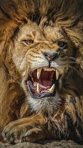 Great Lion Ultra Hd Wallpapers For Andriod Download In Link For Hd Result In 2020 Lion Pictures Lion Photography Lion Wallpaper