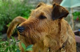 growth irish terrier puppy weight chart irish terrier