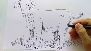 Dihalaman ini anda akan melihat pola gambar binatang untuk anak tk yang keren! Cara Menggambar Kambing Youtube