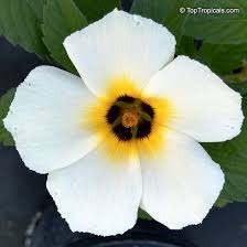 Image result for Turneraceae