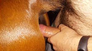 Horse anal