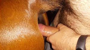 Anal horses