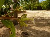 Image result for Gutenbergia rueppellii