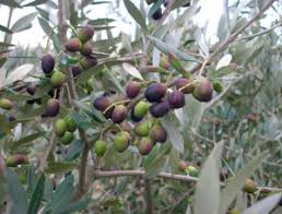 Les Olives Saveurs Du Sud