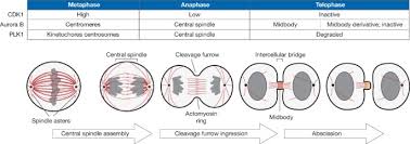 Scientists could readily tell that plants were completely made up of cells due to their cell wall. Molecular Control Of Animal Cell Cytokinesis Nature Cell Biology