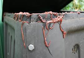 We did not find results for: Worm Your Way Into Vermiculture Boulder Weekly
