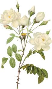 Png Image Download Site White Rose Png Image Flower White Rose Png Picture White Rose Png Botanical Flowers White Roses