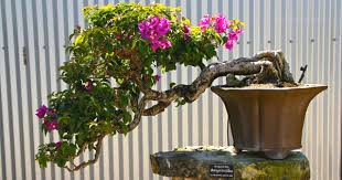 Bonsai ini, adalah salah satu tanaman yang tergolong relative mahal adalah bagian dari cara untuk menciptakan potensi. 5 Spesies Pohon Untuk Membuat Bonsai Bagi Pemula Ciriciripohon Com