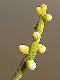 Image result for Cassytha pondoensis