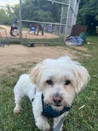 Lost Golden Doodle Dog in Hanover Area Near Upmc