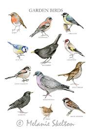 Birds And Their Nests Pictures Uk Garden Birds Illustrated A4 Giclee Print Wall Art Prints And Etsy In 2020 Bird Drawings Bird Prints Bird Garden