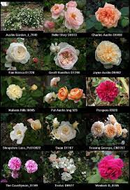 Последние твиты от david austin roses (@daustinroses). English Roses From David Austin Just Our Pictures Of Roses David Austin Roses English Garden Roses Rose Garden