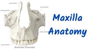 Maxilla Anatomy, Landmarks, General Features Part 1 in Hindi - YouTube