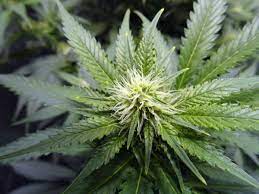 As the marijuana plant grows its root grow outwards. Don T Make These 7 Flowering Stage Goofs Grow Weed Easy