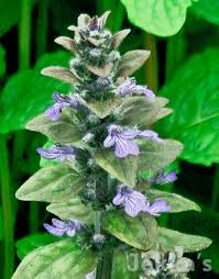 Image result for Lamiaceae