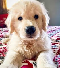 Please take a moment to explore the site and our various dogs. Portland Oregon Polar Bear Golden Retriever Puppies Facebook