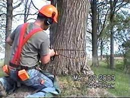 Felling Trees And Logging Firewood Tree Felling Firewood Tree Work