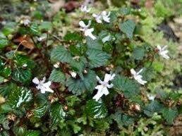 Image result for Impatiens bequaertii