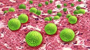Sie wird dort vor allem durch verunreinigtes wasser und lebensmittel wie gemüse, obst, muscheln und speiseeis übertragen. Gesundheit Hepatitis Viren Lauern Auch In Deutschland Wissen Stuttgarter Nachrichten