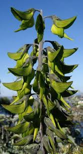 Image result for Crotalaria johnstonii