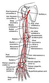 Blood supply of the lower limb ppt video online download. Arteries Of The Arm And Forearm Anatomy Www Anatomynote Com Forearm Anatomy Arteries Anatomy