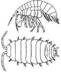 Yes, but please bear in mind it's always easier to id living specimens. 12 Bugs Ideas Bugs Pill Bug Bugs And Insects