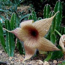 Image result for Stapelia gigantea